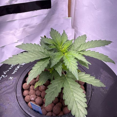 Mimosa x Orange Punch #2 growlog timeline photo