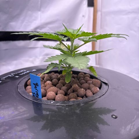 Mimosa x Orange Punch #2 growlog timeline photo