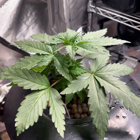 Papaya Frosting #2 growlog timeline photo