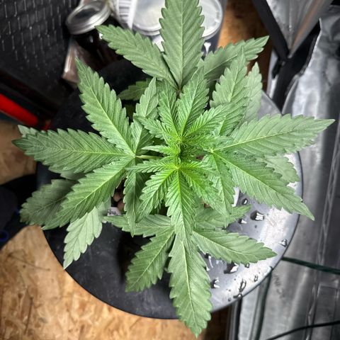 Papaya Frosting #2 growlog timeline photo