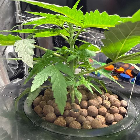 Papaya Frosting #2 growlog timeline photo
