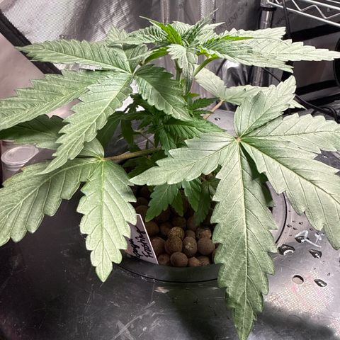 Papaya Frosting #2 growlog timeline photo
