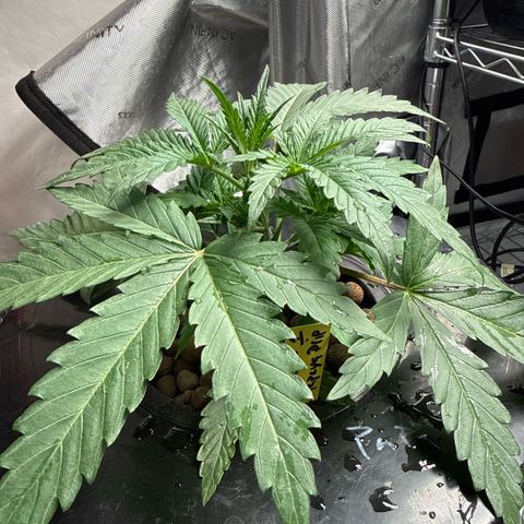 Zorros x Papaya Drip #1 growlog timeline photo