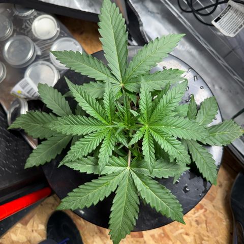 Zorros x Papaya Drip #1 growlog timeline photo