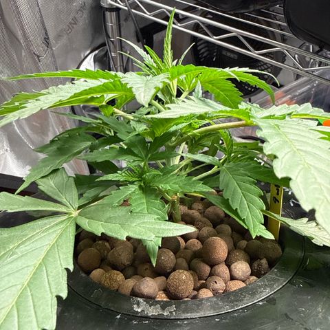Zorros x Papaya Drip #1 growlog timeline photo