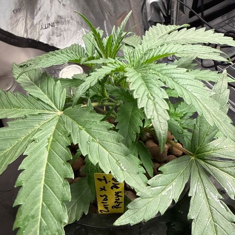 Zorros x Papaya Drip #1 growlog timeline photo