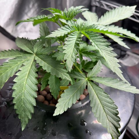 Zorros x Papaya Drip #2 growlog timeline photo