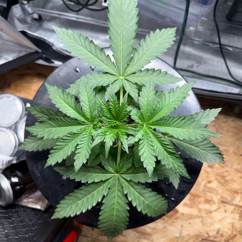 Zorros x Papaya Drip #2 growlog timeline photo
