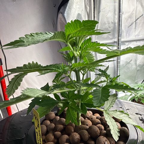 Zorros x Papaya Drip #2 growlog timeline photo