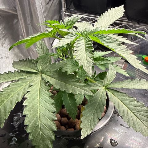 Zorros x Papaya Drip #2 growlog timeline photo