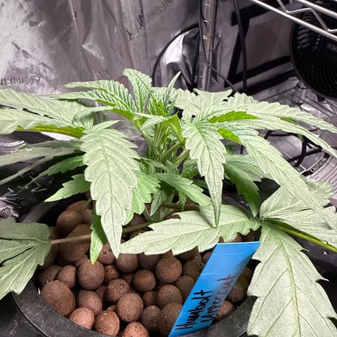 Humboldt Uppercut growlog timeline photo