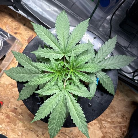 Humboldt Uppercut growlog timeline photo