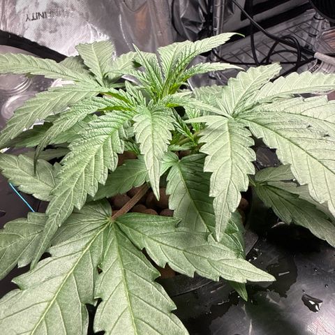 Humboldt Uppercut growlog timeline photo