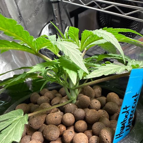 Humboldt Uppercut growlog timeline photo