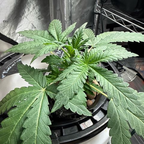 Zorros x Papaya Drip #3 growlog timeline photo
