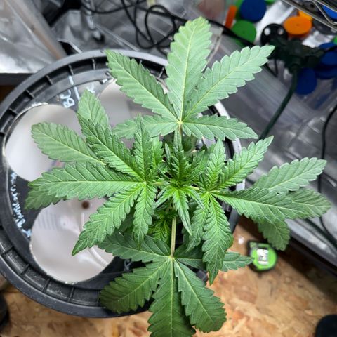 Zorros x Papaya Drip #3 growlog timeline photo