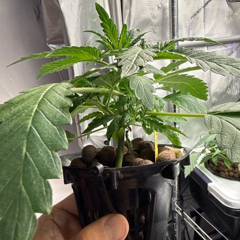 Zorros x Papaya Drip #3 growlog timeline photo