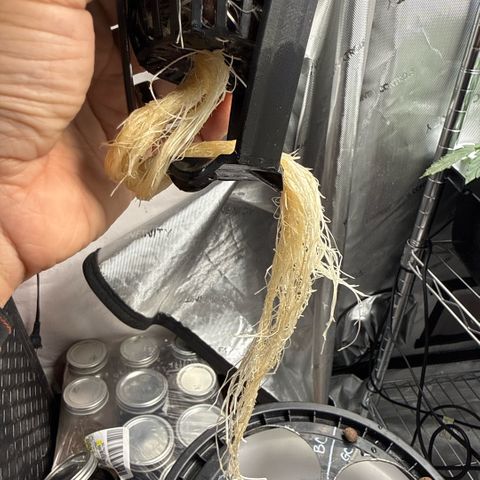 Zorros x Papaya Drip #3 growlog timeline photo