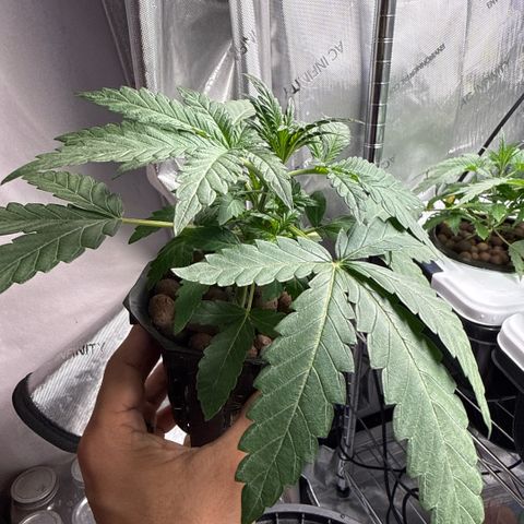 Zorros x Papaya Drip #3 growlog timeline photo
