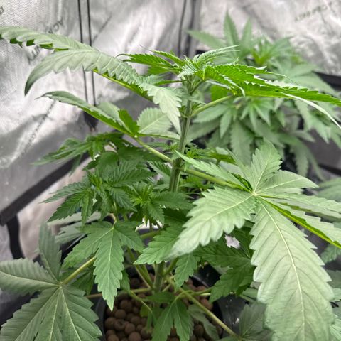 Papaya Frosting #2 growlog timeline photo