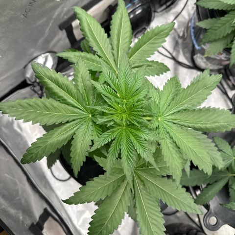 Papaya Frosting #2 growlog photo: Before topping. 