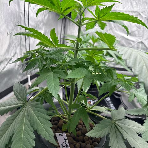 Papaya Frosting #2 growlog photo: Before topping. 