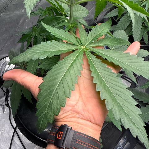 Papaya Frosting #2 growlog photo: Before topping. 