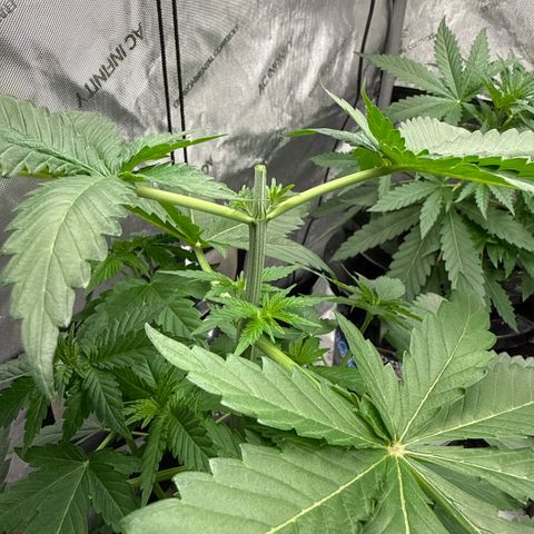 Papaya Frosting #2 growlog photo: Topped