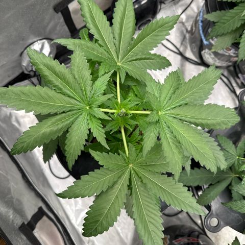 Papaya Frosting #2 growlog photo: Topped