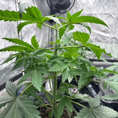 Papaya Frosting #2 growlog photo: Topped