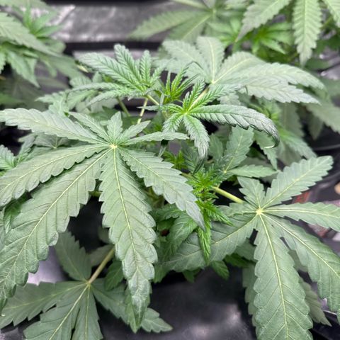 Zorros x Papaya Drip #3 growlog timeline photo