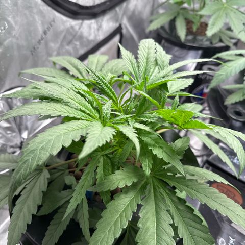 Humboldt Uppercut growlog timeline photo