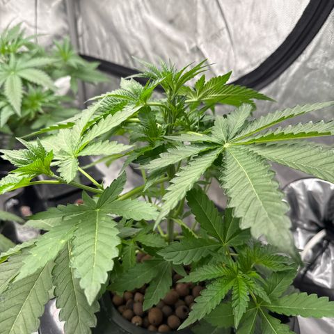 Zorros x Papaya Drip #2 growlog timeline photo