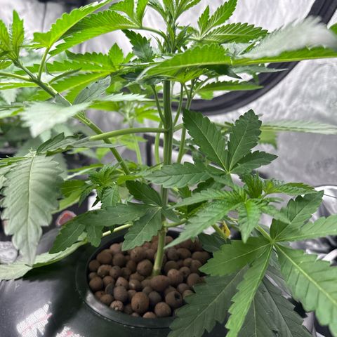 Zorros x Papaya Drip #2 growlog photo: Topped