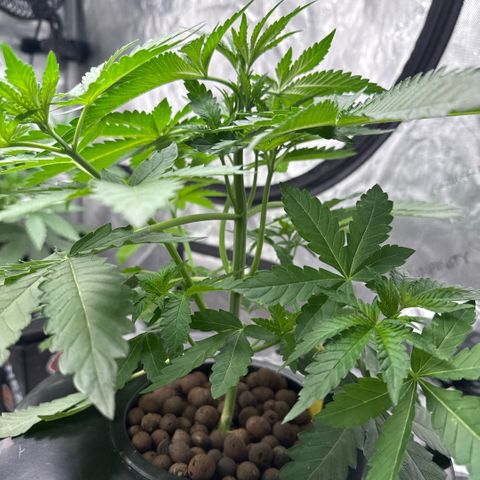 Zorros x Papaya Drip #2 growlog photo: Topped