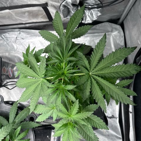 Zorros x Papaya Drip #2 growlog photo: Topped
