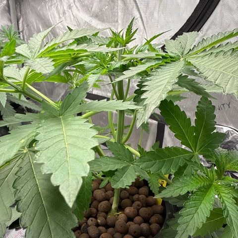 Zorros x Papaya Drip #2 growlog photo: Topped