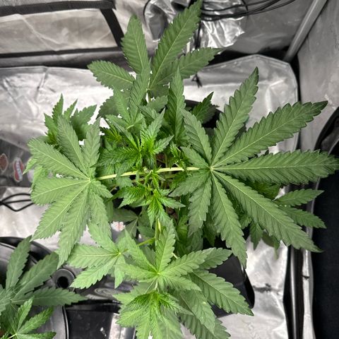 Zorros x Papaya Drip #2 growlog photo: Topped