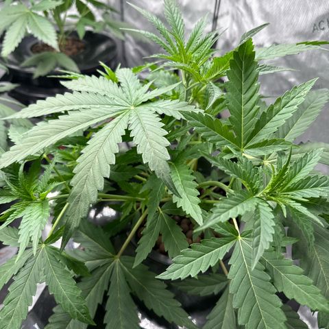 Zorros x Papaya Drip #1 growlog timeline photo