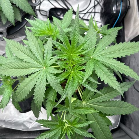 Zorros x Papaya Drip #1 growlog timeline photo