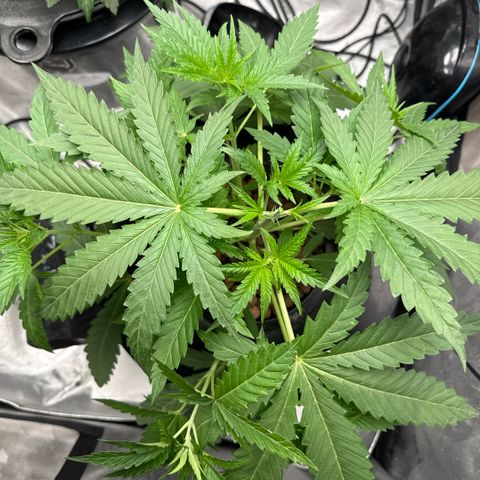 Zorros x Papaya Drip #1 growlog timeline photo