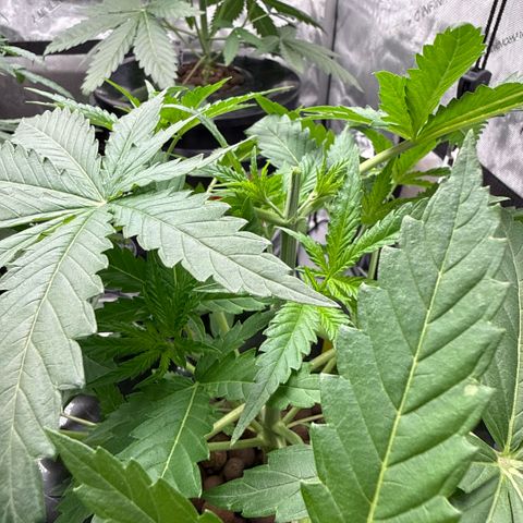 Zorros x Papaya Drip #1 growlog timeline photo