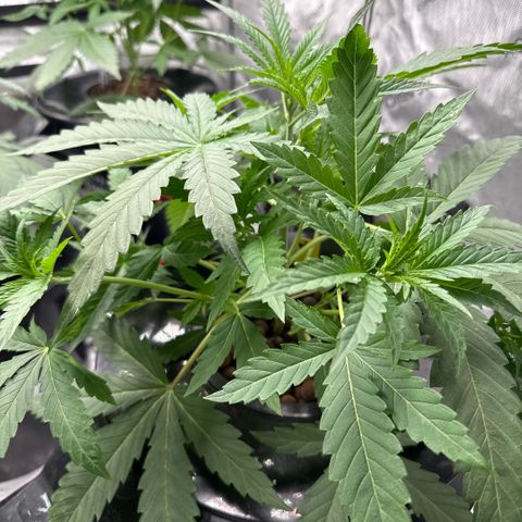 Zorros x Papaya Drip #1 growlog timeline photo