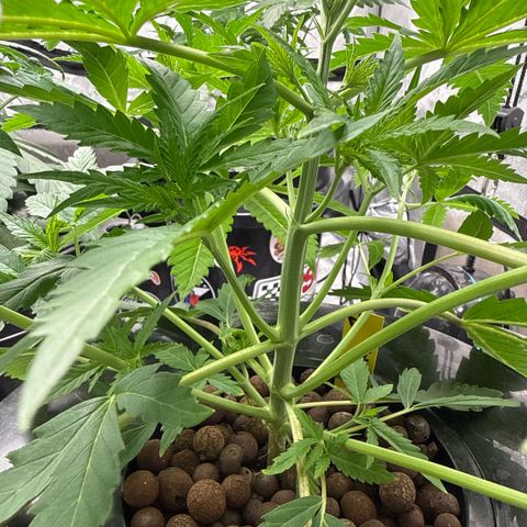 Zorros x Papaya Drip #1 growlog timeline photo