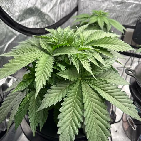 Mimosa x Orange Punch #1 growlog photo: Strong and bushy. 