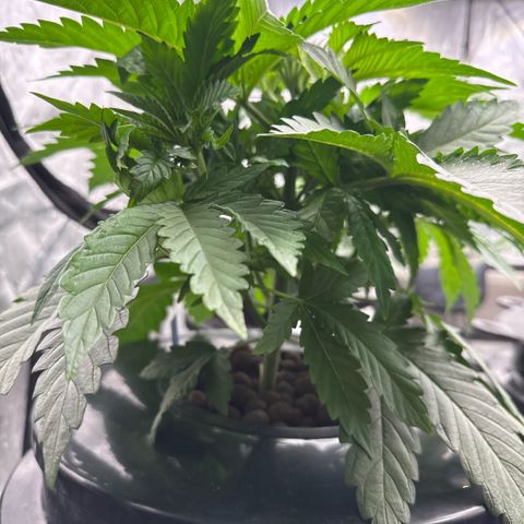 Mimosa x Orange Punch #1 growlog photo: Strong and bushy. 