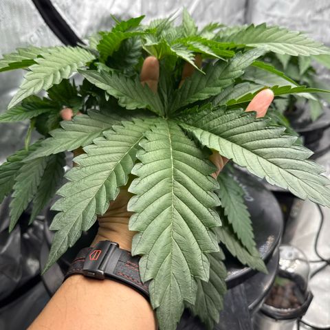 Mimosa x Orange Punch #1 growlog photo: Strong and bushy. 