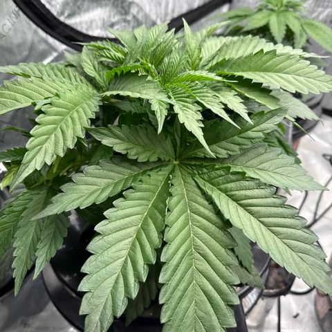 Mimosa x Orange Punch #1 growlog timeline photo