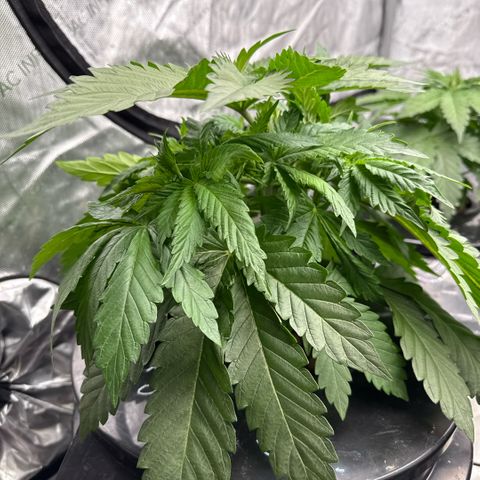 Mimosa x Orange Punch #1 growlog timeline photo