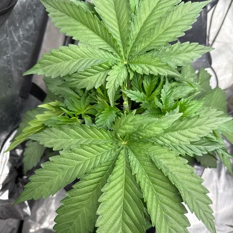 Mimosa x Orange Punch #1 growlog timeline photo